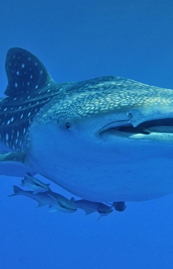 Whale shark