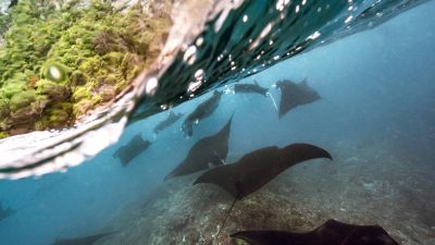 Manta Ray, Atoll