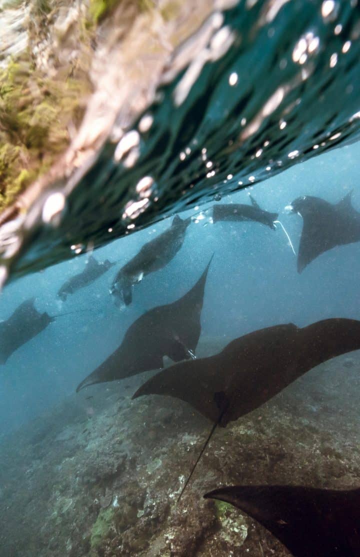 Manta Ray, Atoll