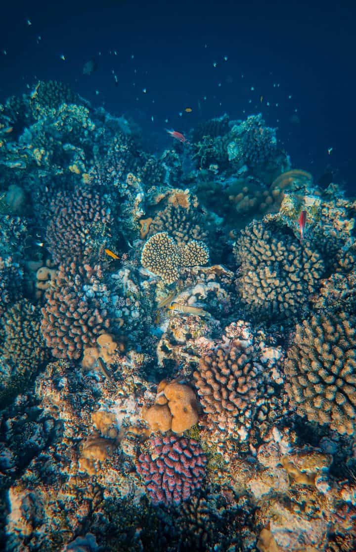 Maldives - coral reef