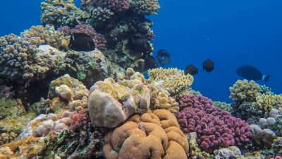 Maldives - reef