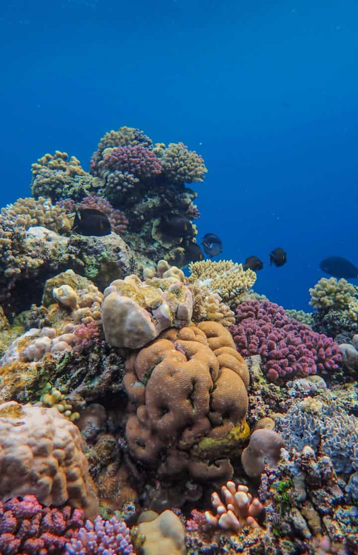 Maldives - reef