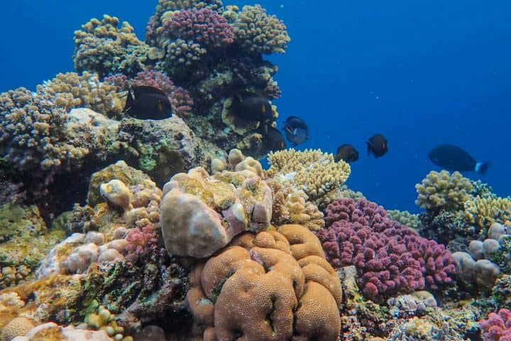 Maldives - reef