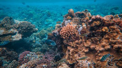 Raa Atoll -reefs