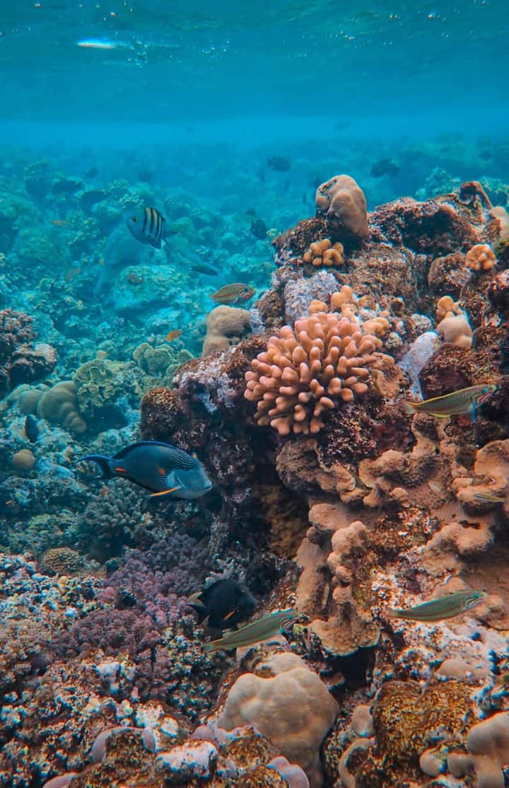 Raa Atoll -reefs
