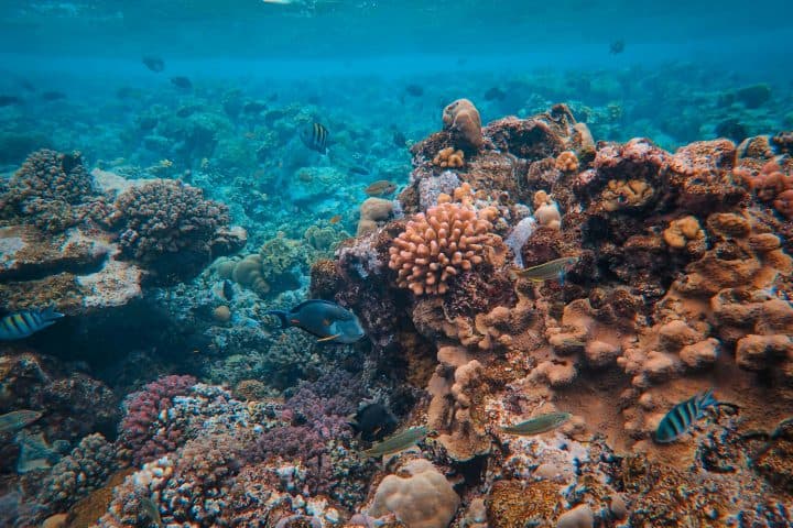 Raa Atoll -reefs