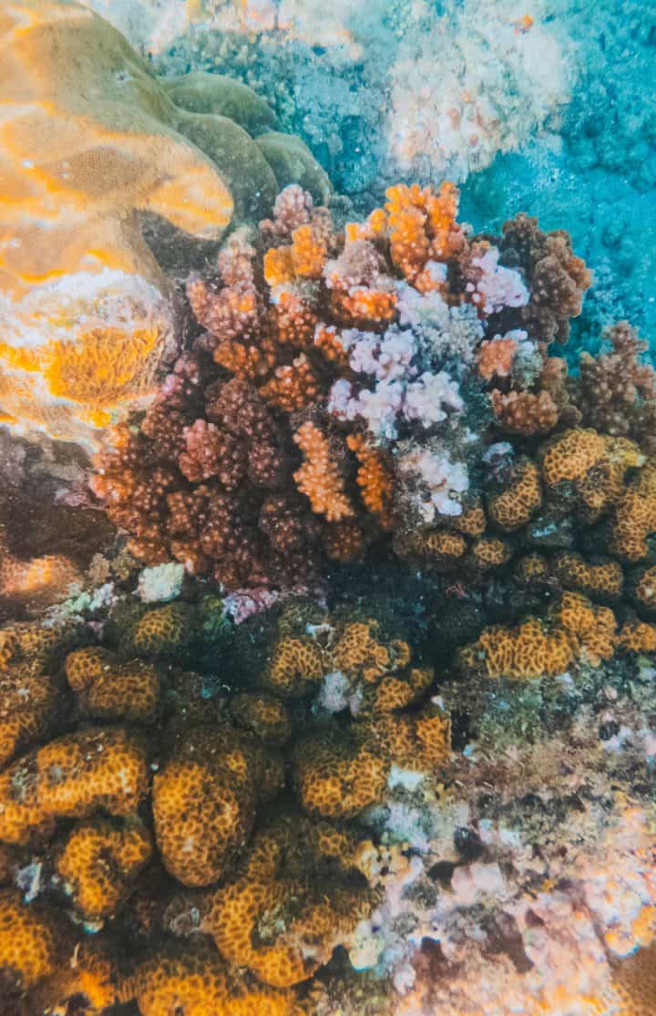Coral reef