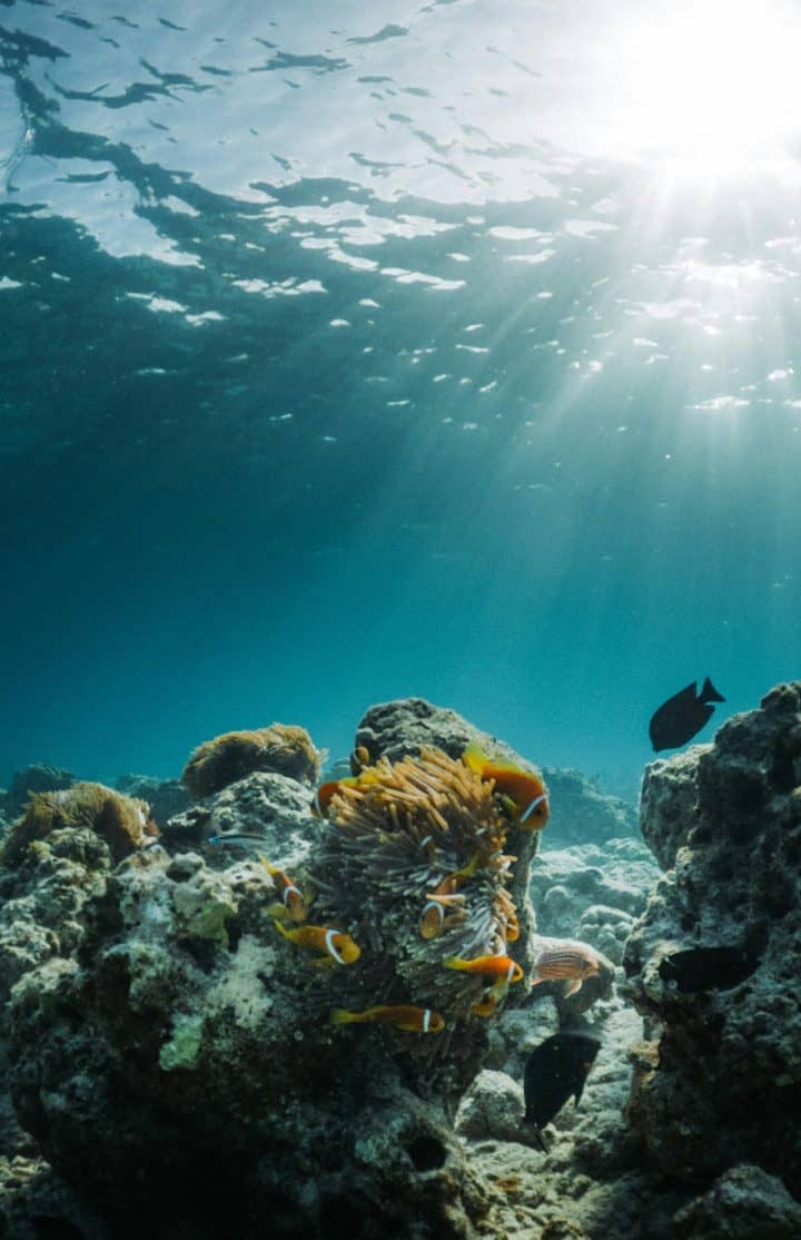 Maldives marine life