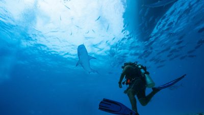 Meemu Atoll - Diving