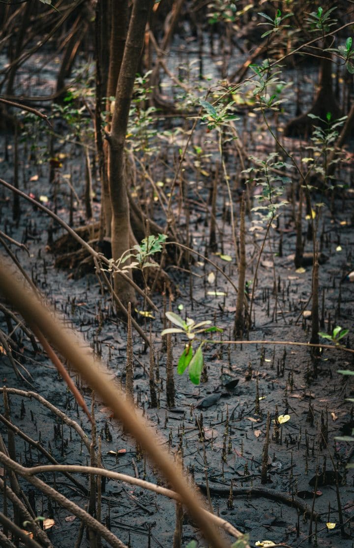 Mangrove