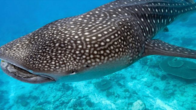 Acqua Blu Rasdhoo - Snorkelling